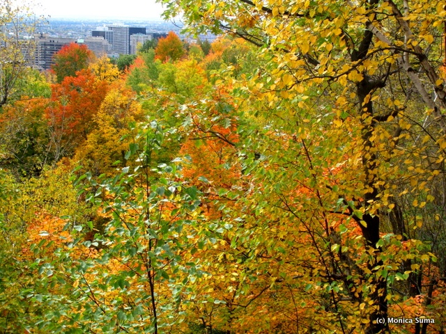 Mount Royal fall foliage