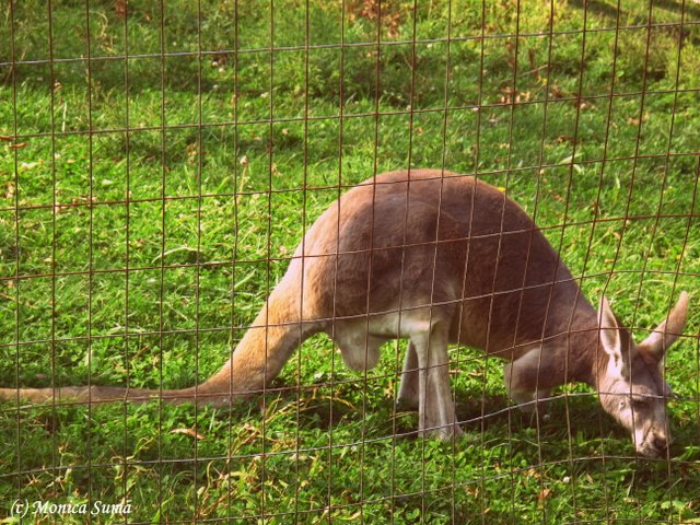 Kangaroo Manisses Farm 